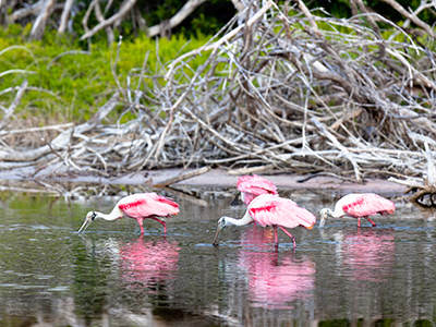 Flamands roses dans le parc national Everglades en Floride